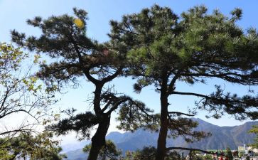 松子茶读后感5篇