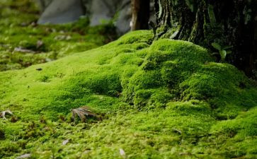 苔的读后感作文800字优质8篇