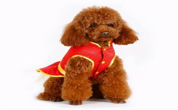 泰迪犬的作文最新8篇