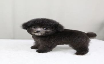 泰迪犬的作文通用6篇