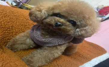 泰迪犬的作文推荐8篇