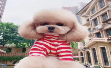 泰迪犬的作文6篇