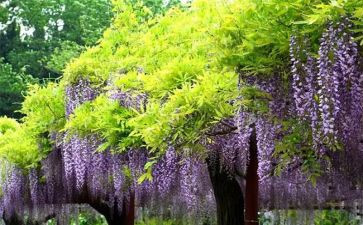 《紫藤萝瀑布》读后感精选6篇