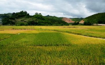 麦田里的守望者读后感800字7篇