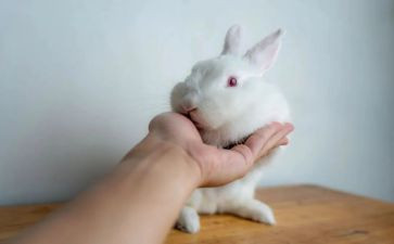 兔子灯和猫读后感优秀7篇