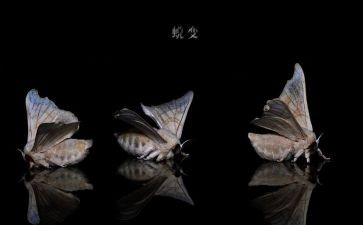 蜕变的作文600字8篇