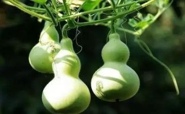 宝葫芦的读后感6篇