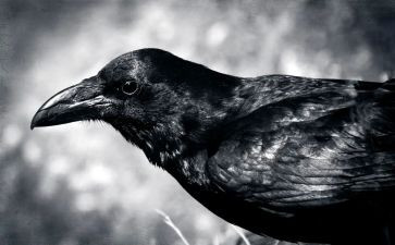 小乌鸦音乐教案5篇