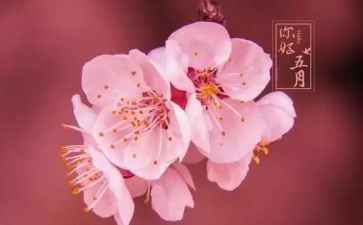 五月工作总结模板5篇