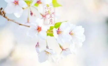 教师五月工作总结5篇