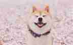 《笑》语言教案通用6篇