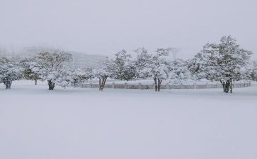 下雪了作文500字6篇