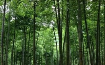 关于写物的作文8篇