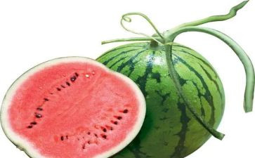 小班摘西瓜教案8篇