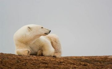 熊的故事教案5篇