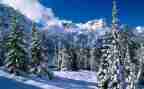 雪的作文读后感300字模板6篇