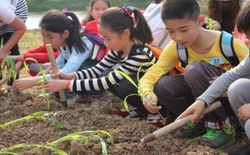 小学农村教育调查报告7篇