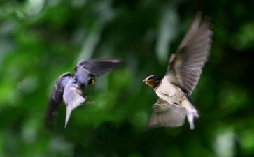 写燕子的读后感7篇