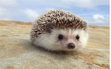 这样才有趣作文6篇