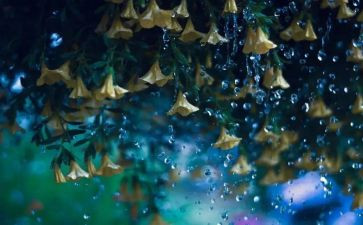 雨的作文200字精选8篇