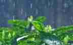 《雨》作文600字参考6篇