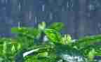 关于《雨》的作文优质6篇