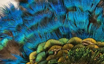 校园羽毛球活动方案5篇