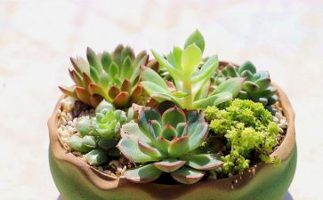 我我的植物朋友作文精选7篇