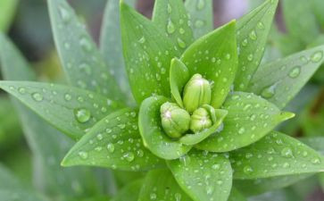 植物的调查报告6篇