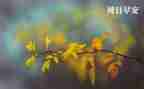 作文我的周末生活作文7篇