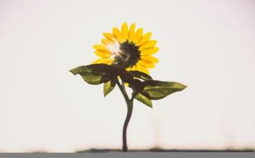 做自己与为他人作文优秀8篇